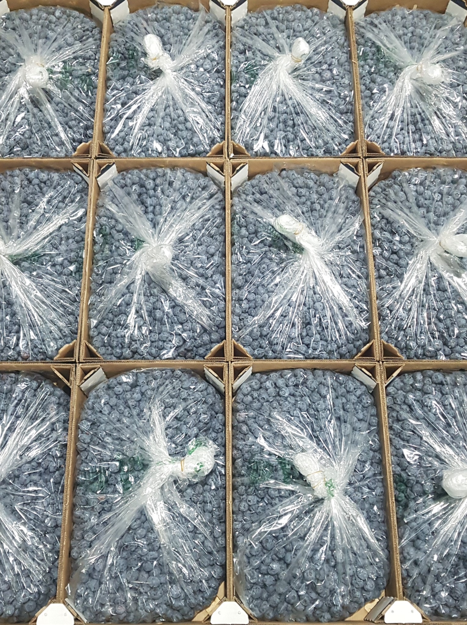 Xtend Bulk Liner Blueberries