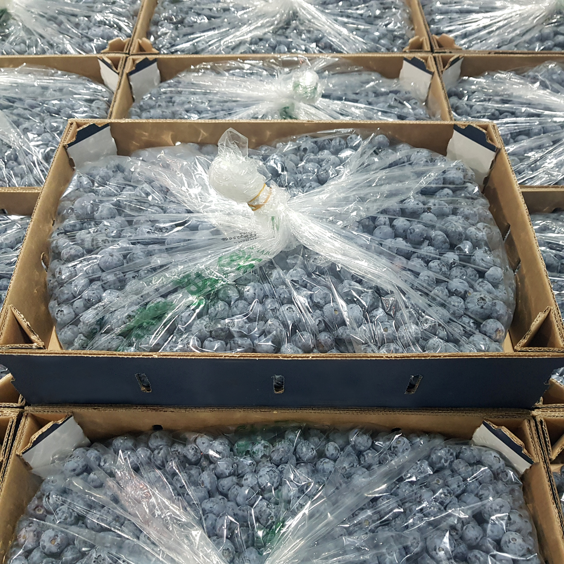 Xtend Blueberries closed