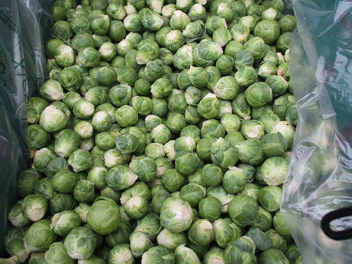 Xtend Brussels sprouts opened Xtend Brussels sprouts opened