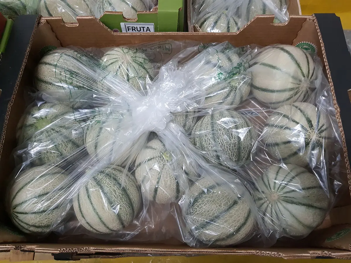 Xtend Melon Charentais closed