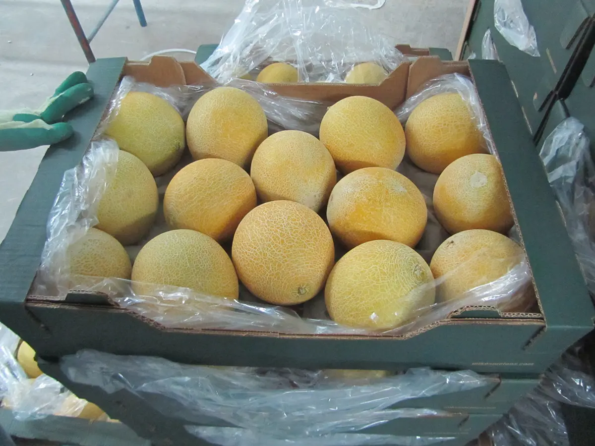 Xtend Melon Galia opened