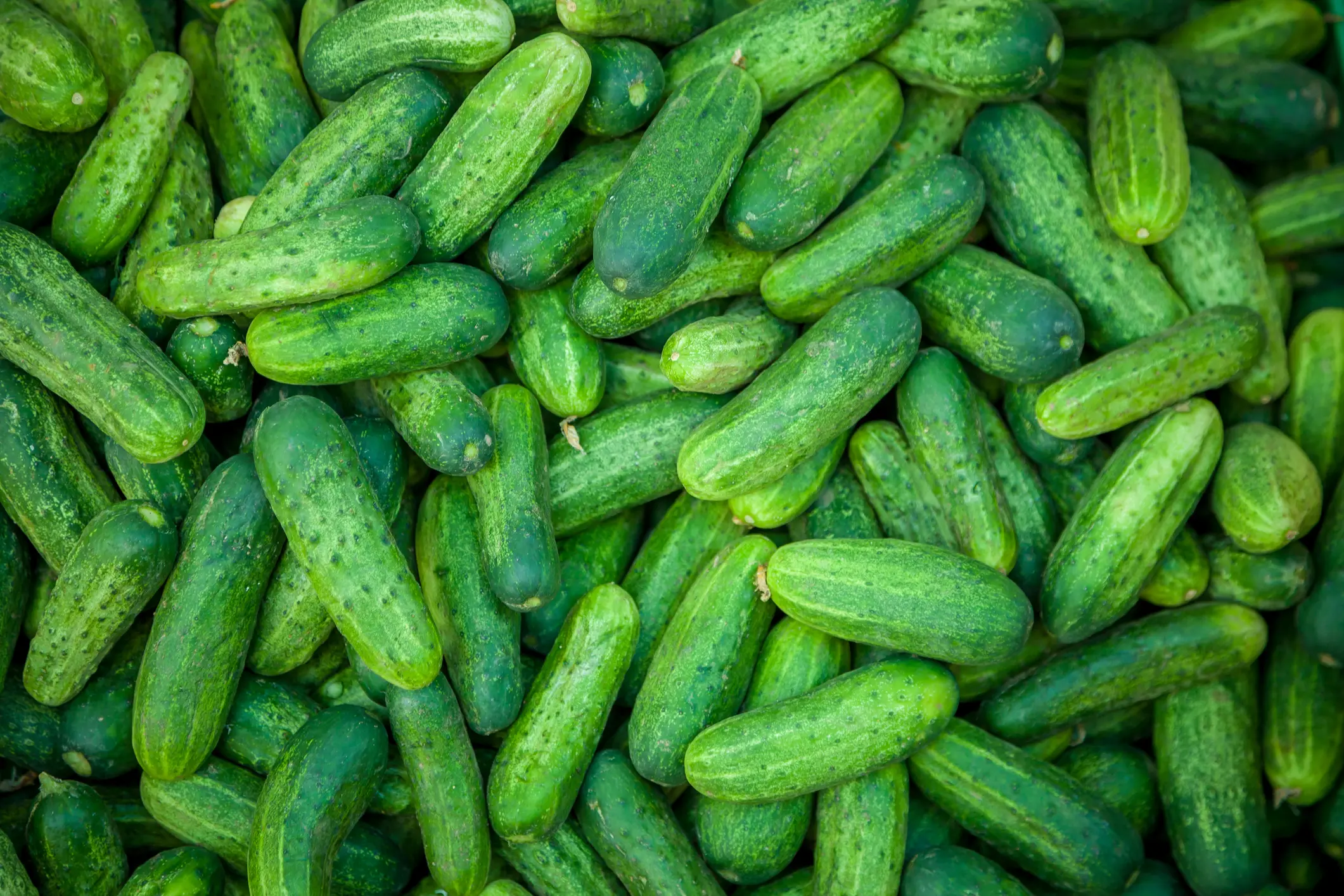 cucumber packaging