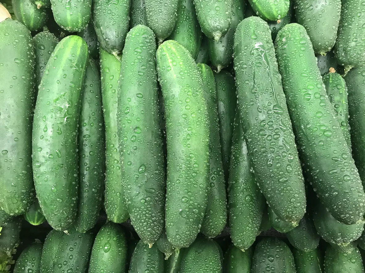 packaging for cucumbers